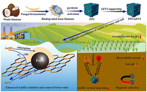 Graphical abstract: Fungi-enabled hierarchical porous magnetic carbon derived from biomass for efficient remediation of As(iii)-contaminated water and soil: performance and mechanism