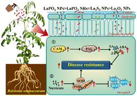 Graphical abstract: Lanthanum-based nanomaterials suppress bacterial wilt in tomato: importance of particle morphology and dissolution profiles