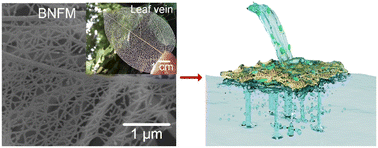 Graphical abstract: Leaf vein-biomimetic nanofibrous membrane with self-assembled nanonet for surface filtration of water contaminants