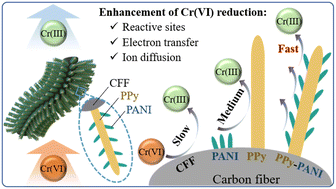 Graphical abstract: Composite modification of carbon fiber cathode with tree-like branched polypyrrole-microwires and polyaniline-nanorods for enhancing hexavalent chromium reduction