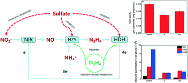 Graphical abstract: Recovery of anaerobic ammonium oxidation via hydrazine following sulfate inhibition