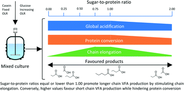 Graphical abstract: Engineering the outcome of cofermentation processes by altering the feedstock sugar-to-protein ratio