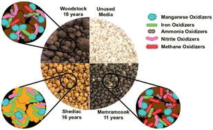 Graphical abstract: Understanding the impact of different source water types on the biofilm characteristics and microbial communities of manganese removing biofilters