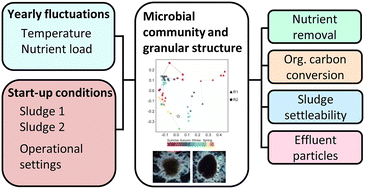 Graphical abstract: Full-scale aerobic granular sludge for municipal wastewater treatment – granule formation, microbial succession, and process performance