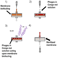 Graphical abstract: Congo red protects bacteriophages against UV irradiation and allows for the simultaneous use of phages and UV for membrane sterilization