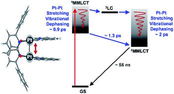 Graphical abstract: Ultrafast branching in intersystem crossing dynamics revealed by coherent vibrational wavepacket motions in a bimetallic Pt(ii) complex