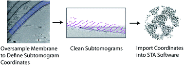 Graphical abstract: Strategies for picking membrane-associated particles within subtomogram averaging workflows