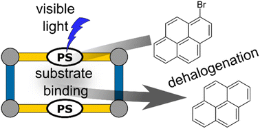 Graphical abstract: Probing the influence of substrate binding on photocatalytic dehalogenation with a heteroleptic supramolecular [M4La2Lb2] square containing PDI photosensitizers as ligands