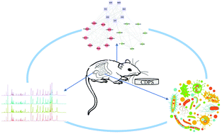 Graphical abstract: Microbiome-metabolomics deciphers the effects of Cistanche deserticola polysaccharides on aged constipated rats