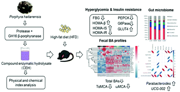 Graphical abstract: The compound enzymatic hydrolysate of Neoporphyra haitanensis improved hyperglycemia and regulated the gut microbiome in high-fat diet-fed mice