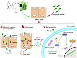 Graphical abstract: Citral mitigates inflammation of Caco-2 cells induced by Cronobacter sakazakii