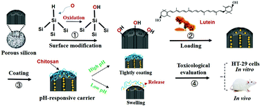 Graphical abstract: Surface modified porous silicon with chitosan coating as a pH-responsive controlled delivery system for lutein