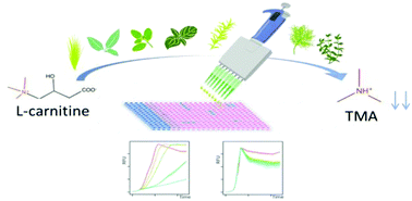 Graphical abstract: Resazurin-based high-throughput screening method for the discovery of dietary phytochemicals to target microbial transformation of l-carnitine into trimethylamine, a gut metabolite associated with cardiovascular disease