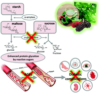Graphical abstract: In vitro bioactivity evaluation of mulberry leaf extracts as nutraceuticals for the management of diabetes mellitus