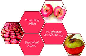 Graphical abstract: New red-fleshed apple cultivars: a comprehensive review of processing effects, (poly)phenol bioavailability and biological effects
