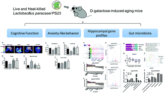 Graphical abstract: Lactobacillus paracasei PS23 improves cognitive deficits via modulating the hippocampal gene expression and the gut microbiota in d-galactose-induced aging mice