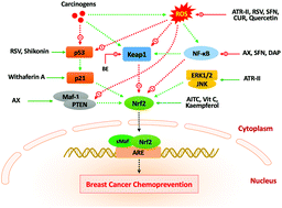 Graphical abstract: Dietary phytochemicals targeting Nrf2 for chemoprevention in breast cancer