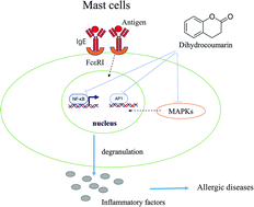 Graphical abstract: Flavoring agent dihydrocoumarin alleviates IgE-mediated mast cell activation and allergic inflammation
