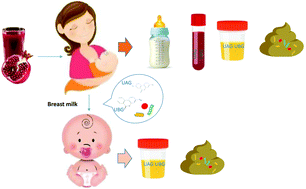 Graphical abstract: Pomegranate juice alters the microbiota in breast milk and infant stool: a pilot study