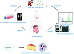 Graphical abstract: Sambucus nigra flower and berry extracts for food and therapeutic applications: effect of gastrointestinal digestion on in vitro and in vivo bioactivity and toxicity