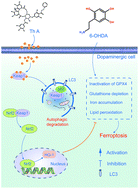 Graphical abstract: Activation of Atg7-dependent autophagy by a novel inhibitor of the Keap1–Nrf2 protein–protein interaction from Penthorum chinense Pursh. attenuates 6-hydroxydopamine-induced ferroptosis in zebrafish and dopaminergic neurons