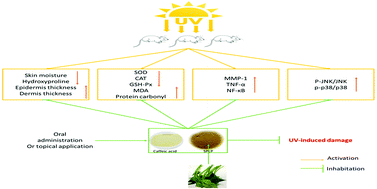 Graphical abstract: Photoprotective effects of sweet potato leaf polyphenols and caffeic acid against UV-induced skin-damage in BALB/C nude mice