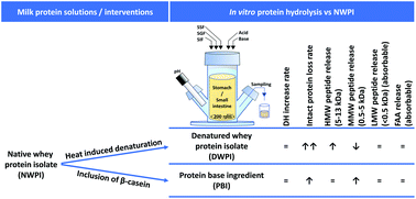 Graphical abstract: Assessment of milk protein digestion kinetics: effects of denaturation by heat and protein type used