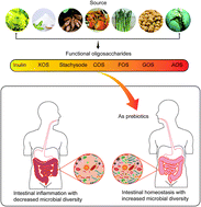 Graphical abstract: The role of functional oligosaccharides as prebiotics in ulcerative colitis