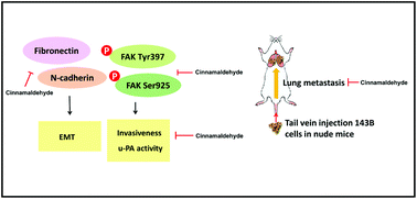 Graphical abstract: Cinnamaldehyde decreases the invasion and u-PA expression of osteosarcoma by down-regulating the FAK signalling pathway