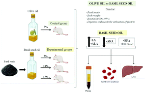 Graphical abstract: Bioavailability and biotransformation of linolenic acid from basil seed oil as a novel source of omega-3 fatty acids tested on a rat experimental model