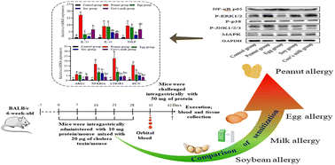Graphical abstract: Peanut allergen induces more serious allergic reactions than other allergens involving MAPK signaling pathways