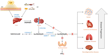 Graphical abstract: Vitamin D resistant genes – promising therapeutic targets of chronic diseases