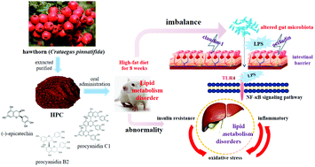 Graphical abstract: Procyanidins from hawthorn (Crataegus pinnatifida) alleviate lipid metabolism disorder via inhibiting insulin resistance and oxidative stress, normalizing the gut microbiota structure and intestinal barrier, and further suppressing hepatic inflammation and lipid accumulation
