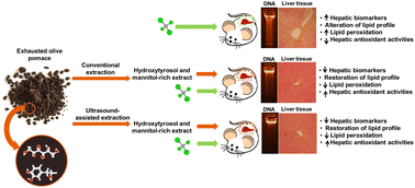 Graphical abstract: Hepatopreventive properties of hydroxytyrosol and mannitol-rich extracts obtained from exhausted olive pomace using green extraction methods