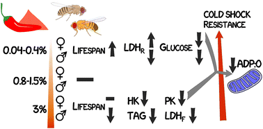 Graphical abstract: Chili pepper extends lifespan in a concentration-dependent manner and confers cold resistance on Drosophila melanogaster cohorts by influencing specific metabolic pathways