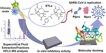 Graphical abstract: Targeting proteases involved in the viral replication of SARS-CoV-2 by sesquiterpene lactones from chicory (Cichorium intybus L.)