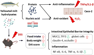 Graphical abstract: Antioxidant and anti-inflammatory protective effects of yellowtail (Seriola quinqueradiata) milt hydrolysates on human intestinal epithelial cells in vitro and dextran sodium sulphate-induced mouse colitis in vivo