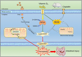 Graphical abstract: Vitamin D3 attenuates cisplatin-induced intestinal injury by inhibiting ferroptosis, oxidative stress, and ROS-mediated excessive mitochondrial fission