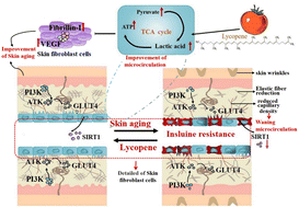 Graphical abstract: Lycopene ameliorates skin aging by regulating the insulin resistance pathway and activating SIRT1