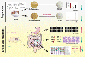 Graphical abstract: Comparative effects of different enzymatic hydrolysates of konjac glucomannan on gut flora and constipation in rats