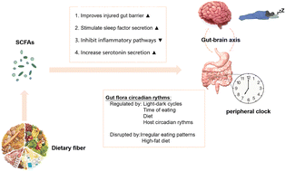 Graphical abstract: Dietary fiber ameliorates sleep disturbance connected to the gut–brain axis