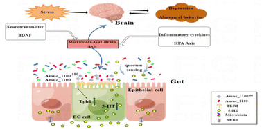 Graphical abstract: The modified outer membrane protein Amuc_1100 of Akkermansia muciniphila improves chronic stress-induced anxiety and depression-like behavior in mice
