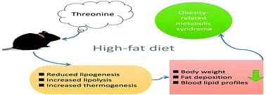 Graphical abstract: Threonine supplementation prevents the development of fat deposition in mice fed a high-fat diet
