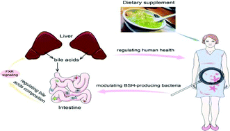 Graphical abstract: Targeting gut microbial bile salt hydrolase (BSH) by diet supplements: new insights into dietary modulation of human health