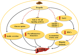 Graphical abstract: Propolis supplementation in obese patients with non-alcoholic fatty liver disease: effects on glucose homeostasis, lipid profile, liver function, anthropometric indices and meta-inflammation
