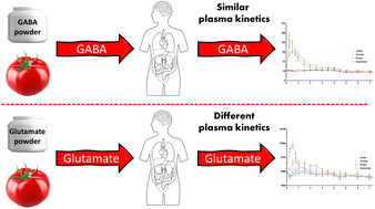 Graphical abstract: The influence of a tomato food matrix on the bioavailability and plasma kinetics of oral gamma-aminobutyric acid (GABA) and its precursor glutamate in healthy men