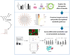 Graphical abstract: Targeted metabolomics combined with network pharmacology to reveal the protective role of luteolin in pulmonary arterial hypertension