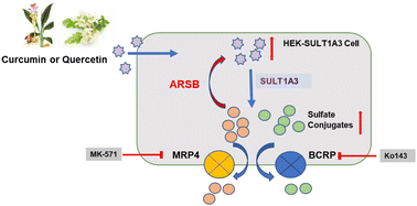 Graphical abstract: O-Sulfation disposition of curcumin and quercetin in SULT1A3 overexpressing HEK293 cells: the role of arylsulfatase B in cellular O-sulfation regulated by transporters