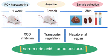 Graphical abstract: Anserine beneficial effects in hyperuricemic rats by inhibiting XOD, regulating uric acid transporter and repairing hepatorenal injury