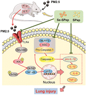 Graphical abstract: Selenium-enriched soybean peptides pretreatment attenuates lung injury in mice induced by fine particulate matters (PM2.5) through inhibition of TLR4/NF-κB/IκBα signaling pathway and inflammasome generation